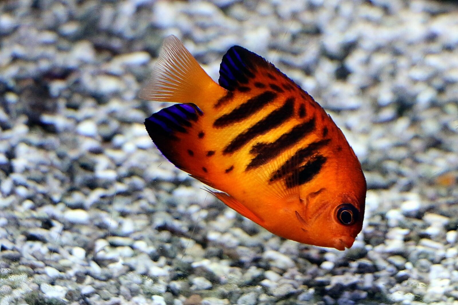 Canon EOS 70D sample photo. Fire-duke fish, reef, coral photography