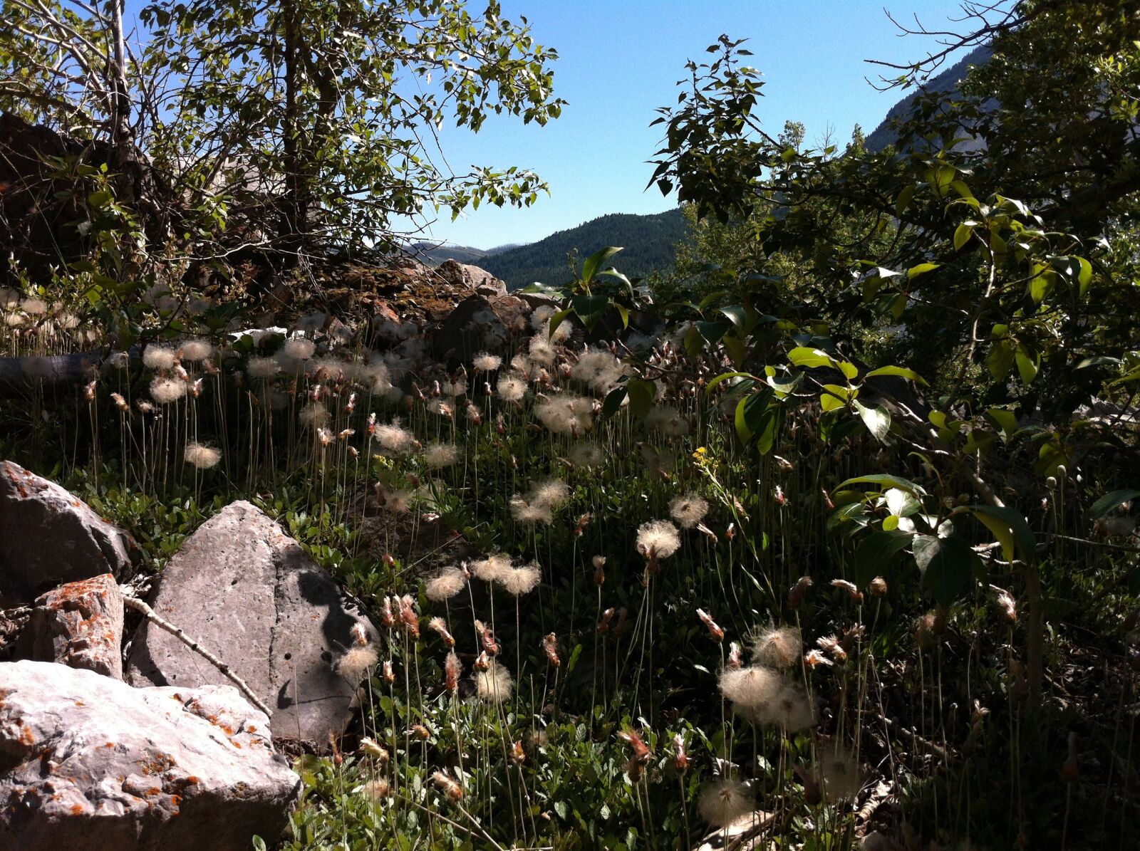 Apple iPhone 4 sample photo. Nature, landscape, trees photography