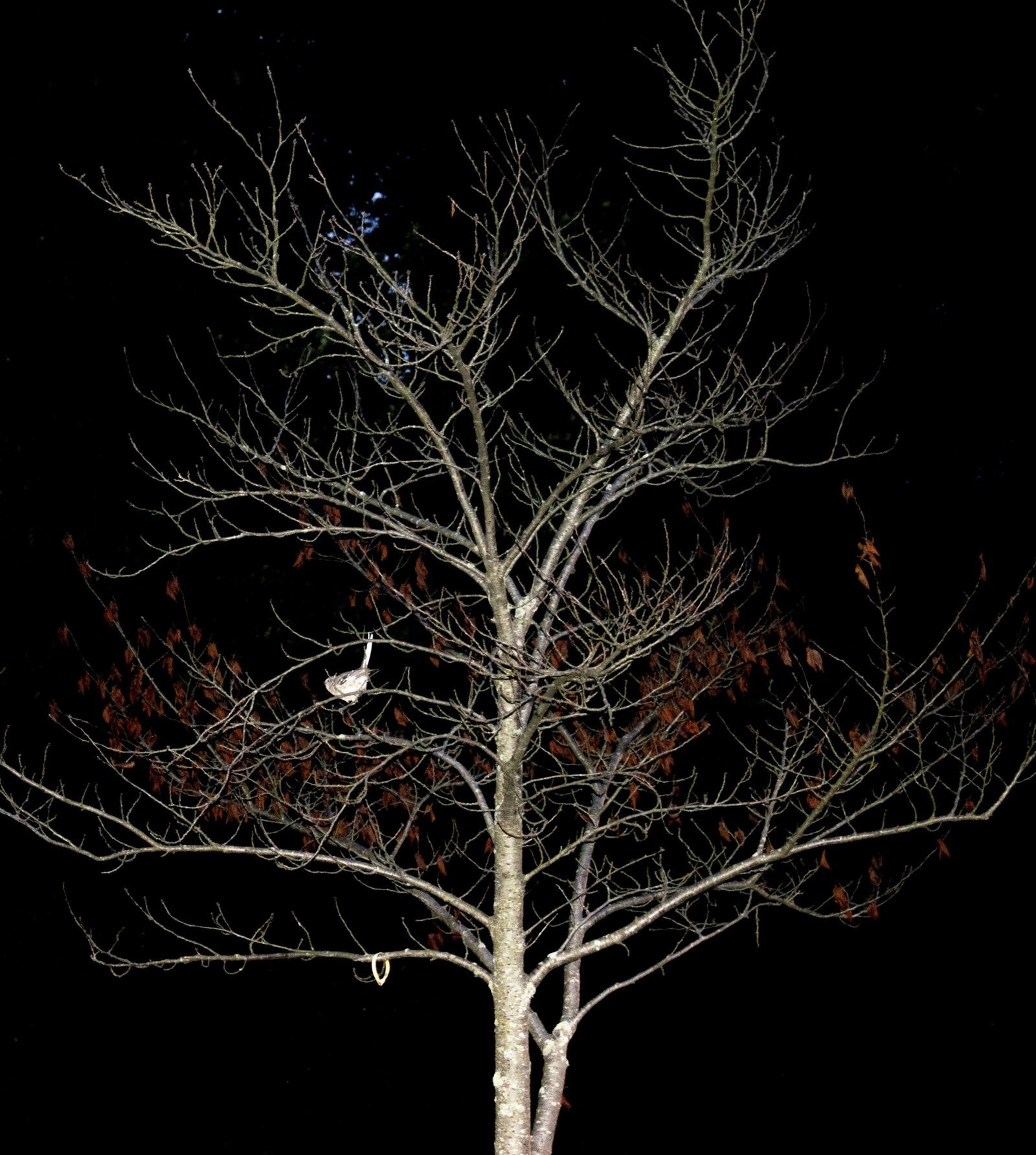 Nikon D5600 sample photo. árbol, pájaro, noche photography