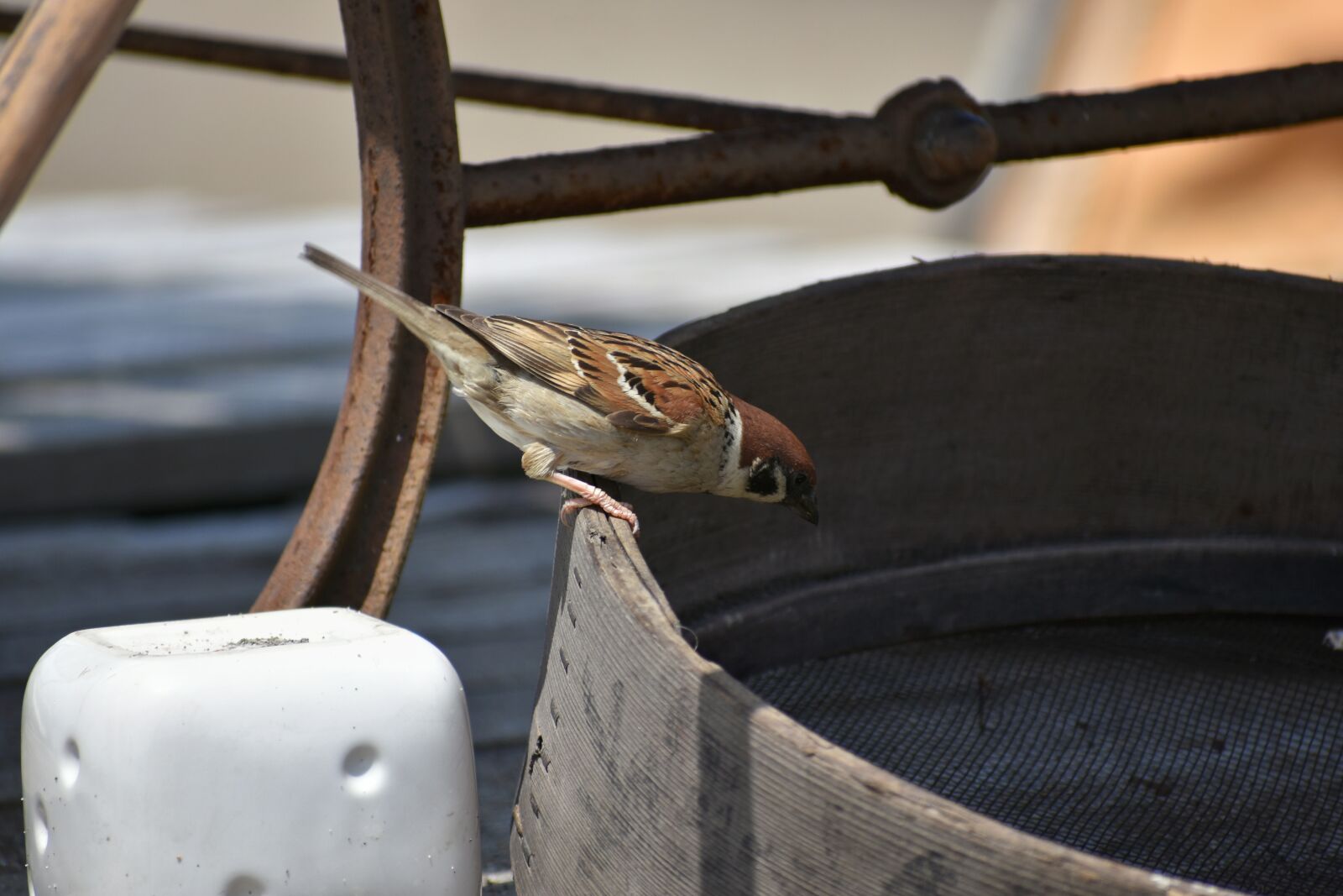 Nikon D7200 sample photo. Animal, wood, bird photography