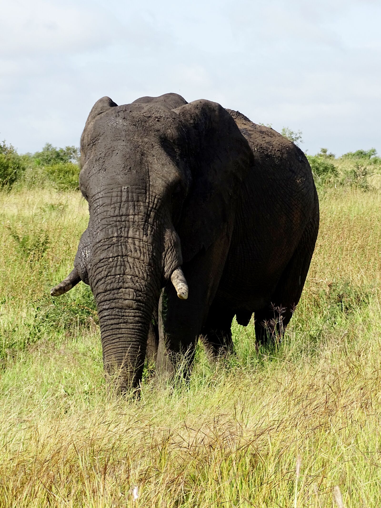 Sony Cyber-shot DSC-HX400V sample photo. Elephant, safari, africa photography