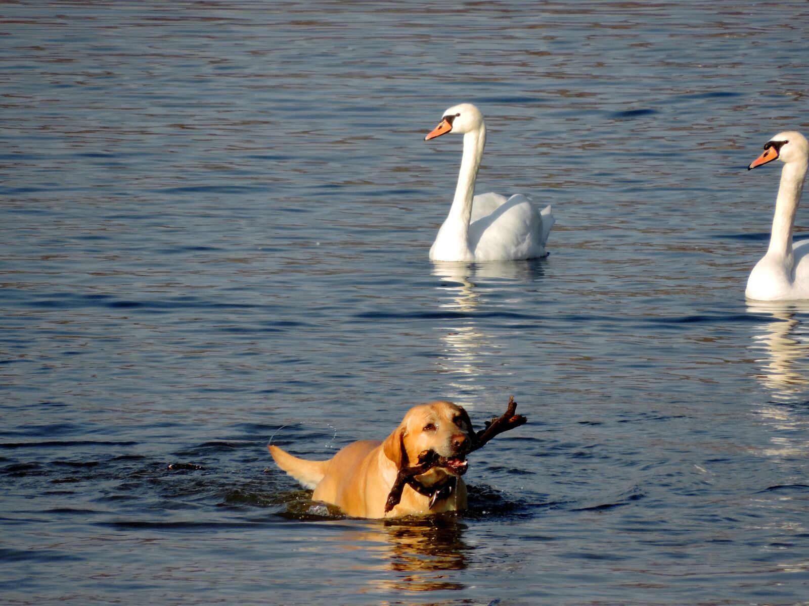 Nikon Coolpix P520 sample photo. Dog, water, bird, swan photography