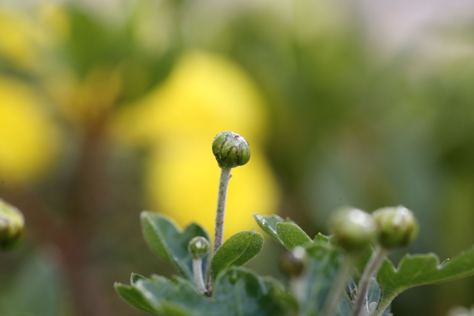 Canon EF 100mm F2.8L Macro IS USM sample photo. Nature, spring, flowers photography