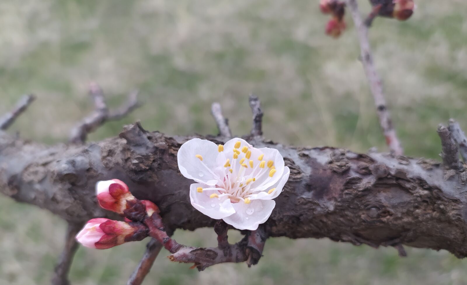 Xiaomi Redmi Note 8 sample photo. White, garden, spring photography
