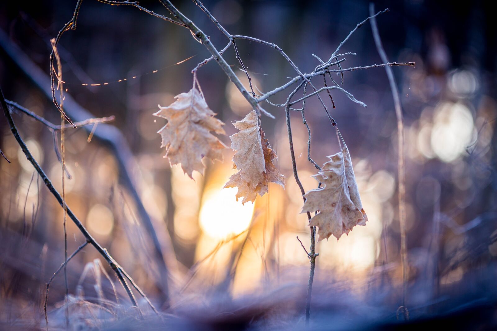 Canon EOS 6D sample photo. Leaf, sunrise, sun photography
