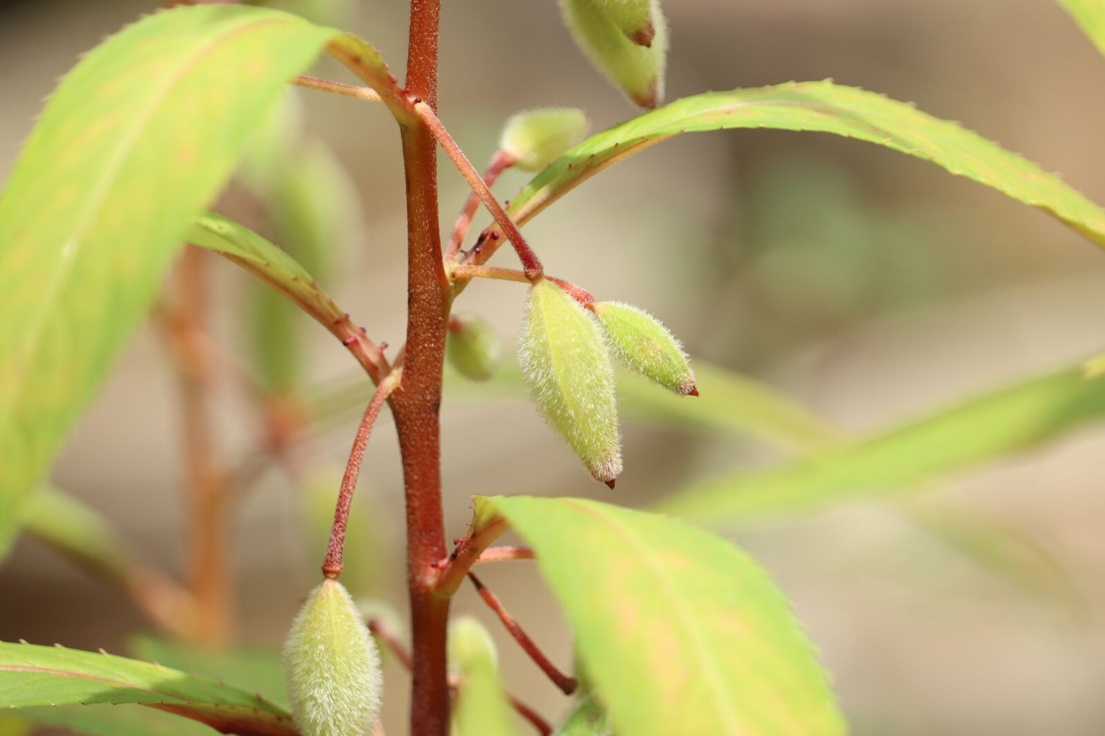 Canon EF-S 55-250mm F4-5.6 IS STM sample photo. Plant, green, leaves photography