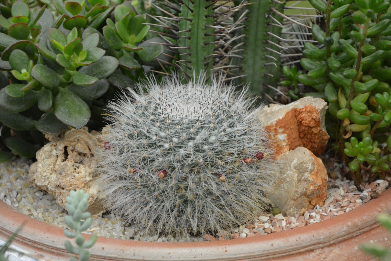Nikon D5200 sample photo. Cactus, plant, green photography