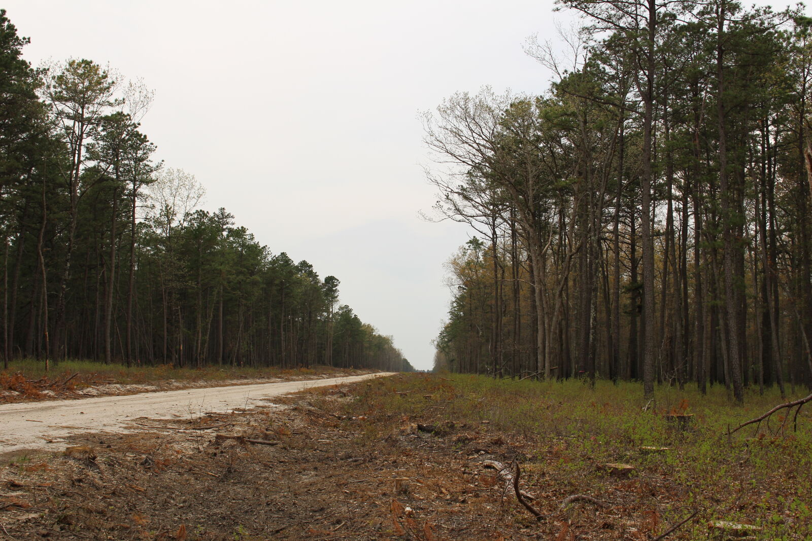 Canon EF-S 18-55mm F3.5-5.6 IS STM sample photo. Dirt, road, fog, outdoors photography