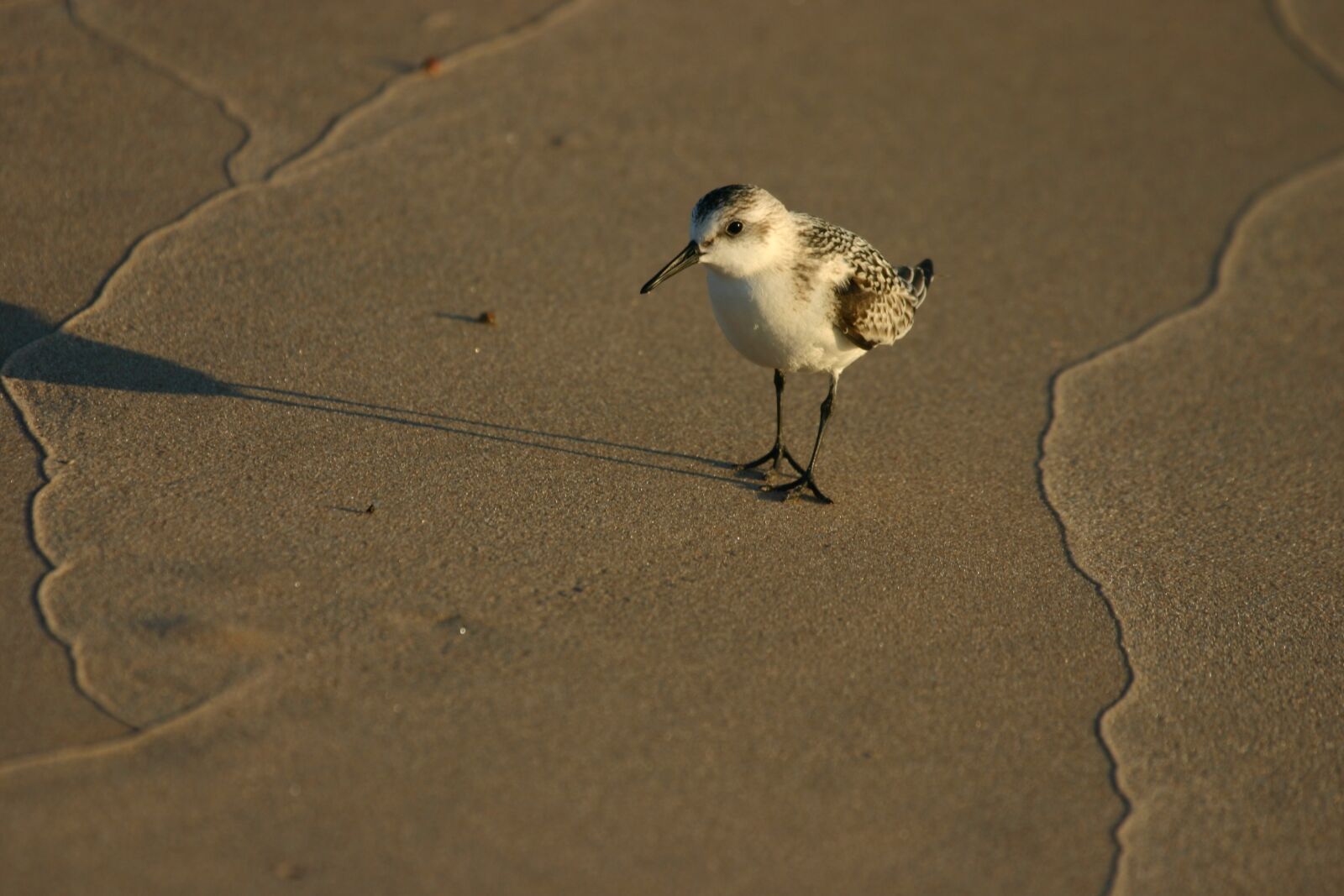 Canon EOS 300D (EOS Digital Rebel / EOS Kiss Digital) sample photo. Sanderling, bird birds, shorebird photography