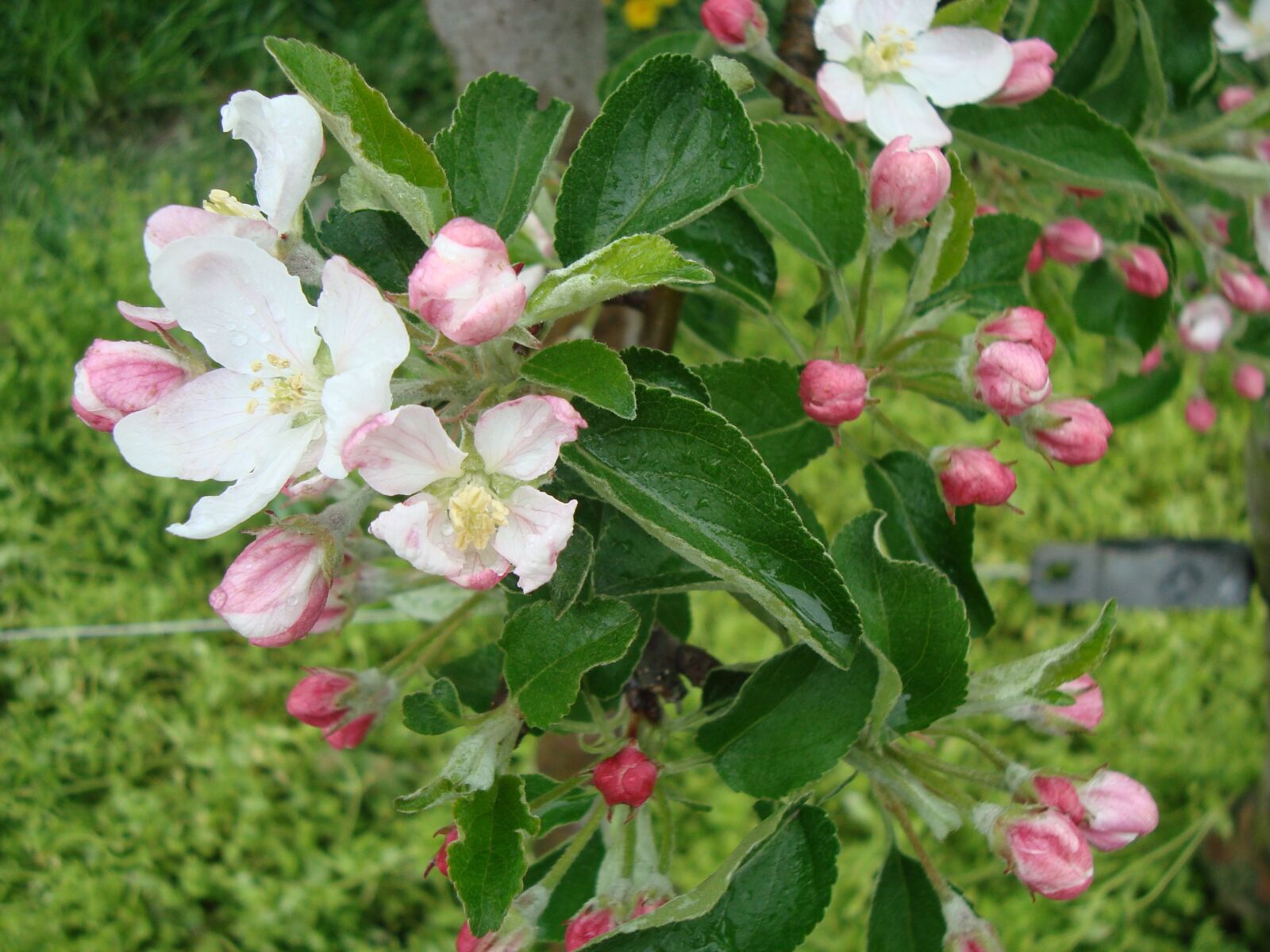 Sony Cyber-shot DSC-W120 sample photo. Blossom, bloom, pear photography