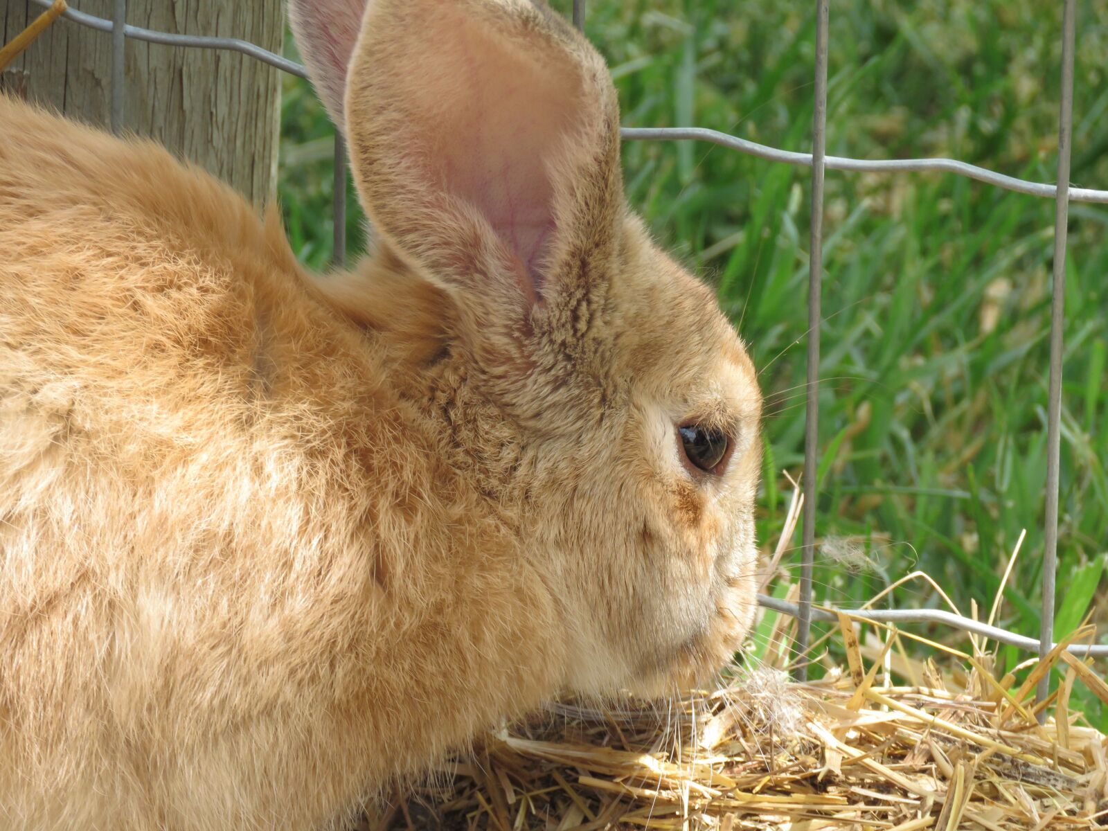 Canon PowerShot SX60 HS sample photo. Bunny, rabbit, cute photography
