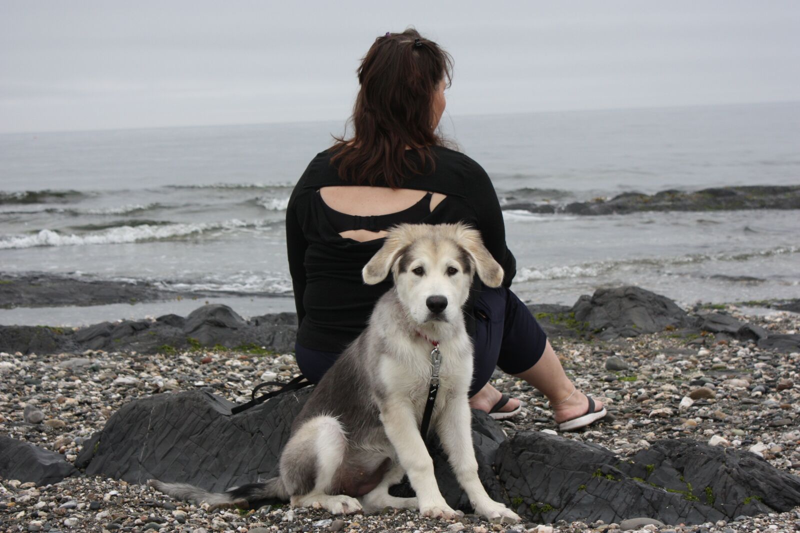 Canon EOS 450D (EOS Rebel XSi / EOS Kiss X2) sample photo. Dog, sea, water photography