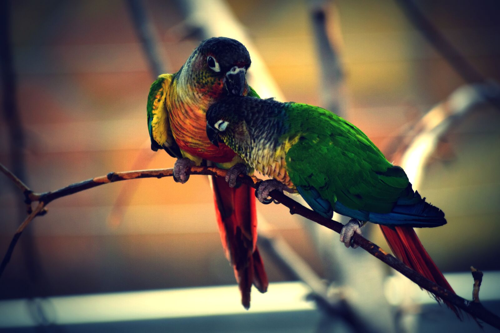 Nikon D3300 sample photo. Bird, color, parrot photography