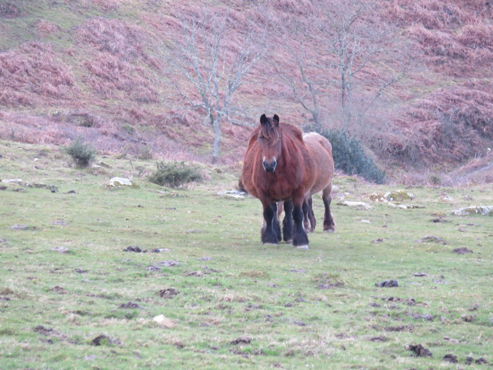 Canon PowerShot SX700 HS sample photo. Horse, nature, green photography