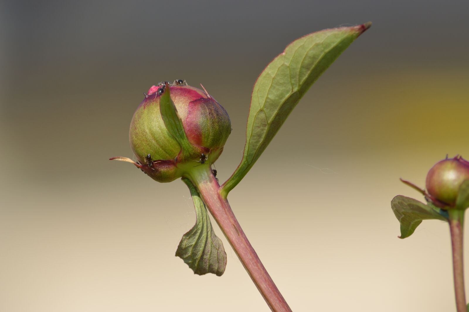 Nikon D3200 sample photo. Bud, ant, insects photography