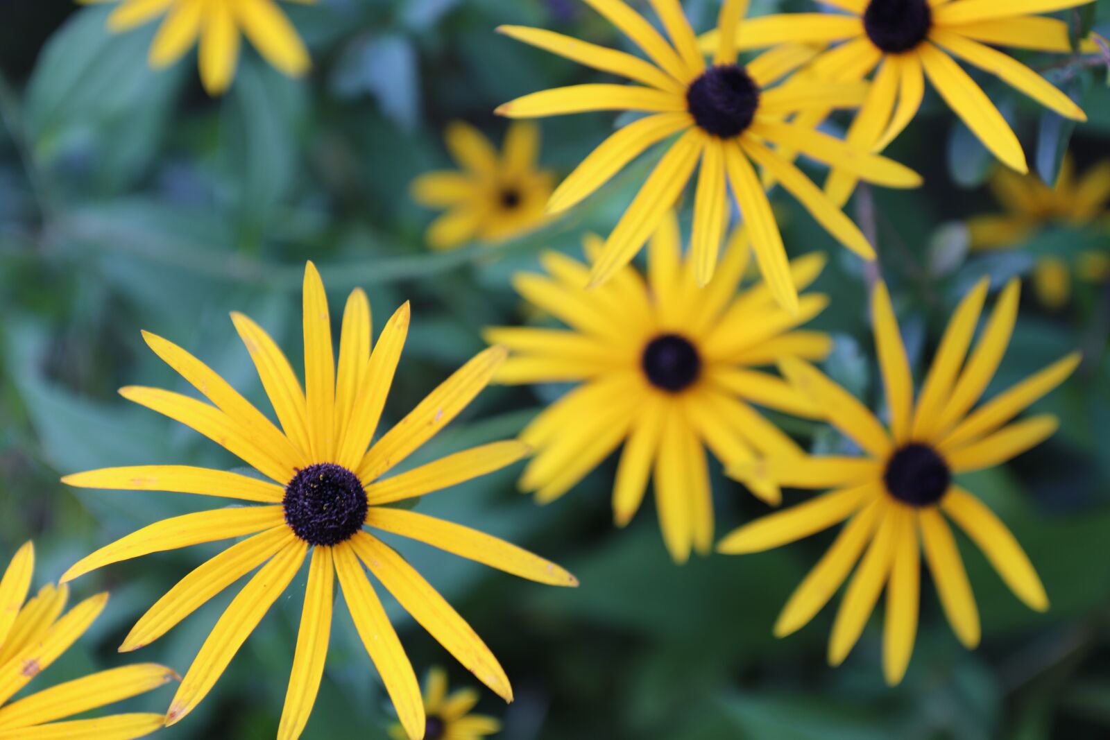 Canon EOS 800D (EOS Rebel T7i / EOS Kiss X9i) sample photo. Yellow, flower, plant photography