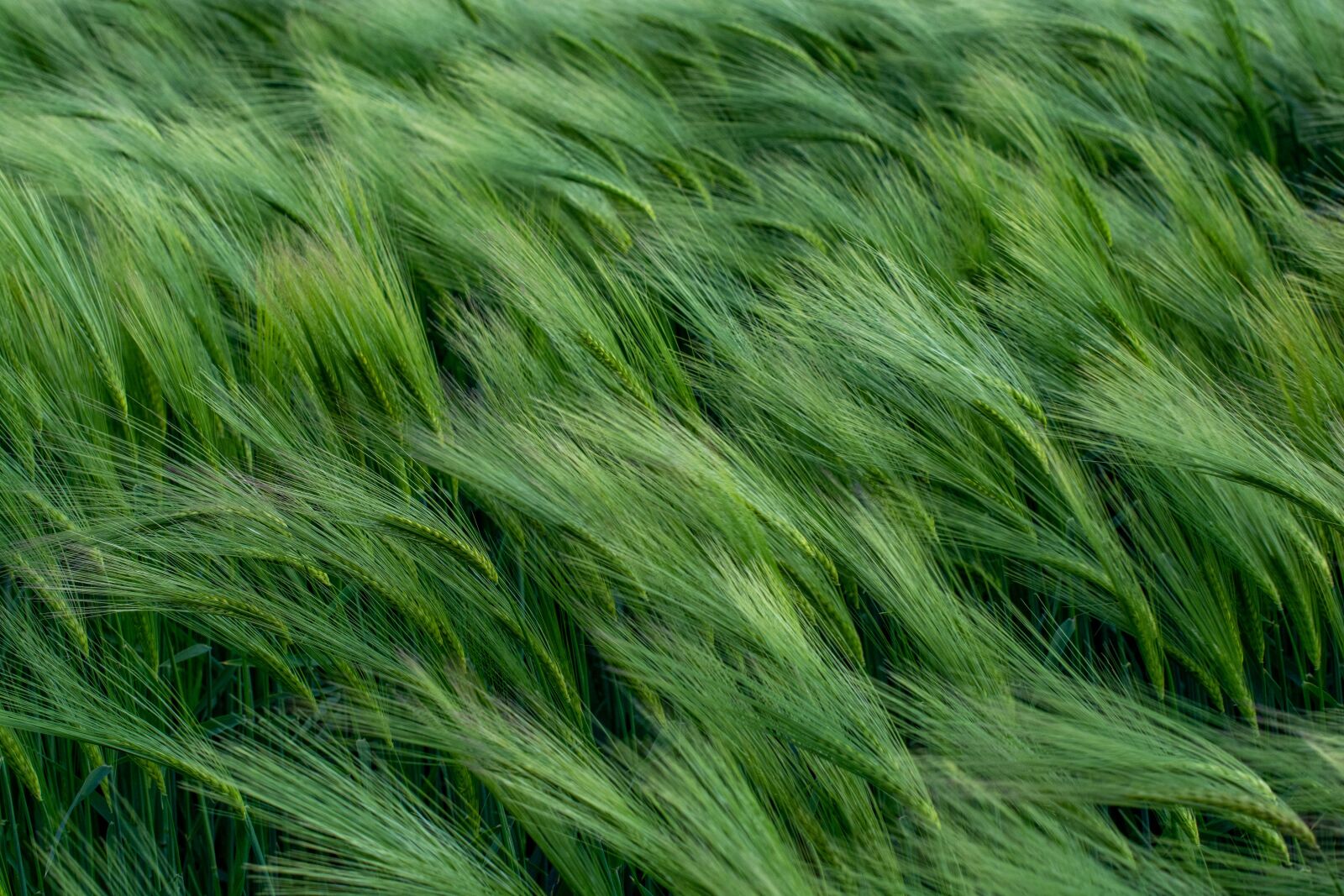 Nikon D7100 sample photo. Green, wheat, crop photography