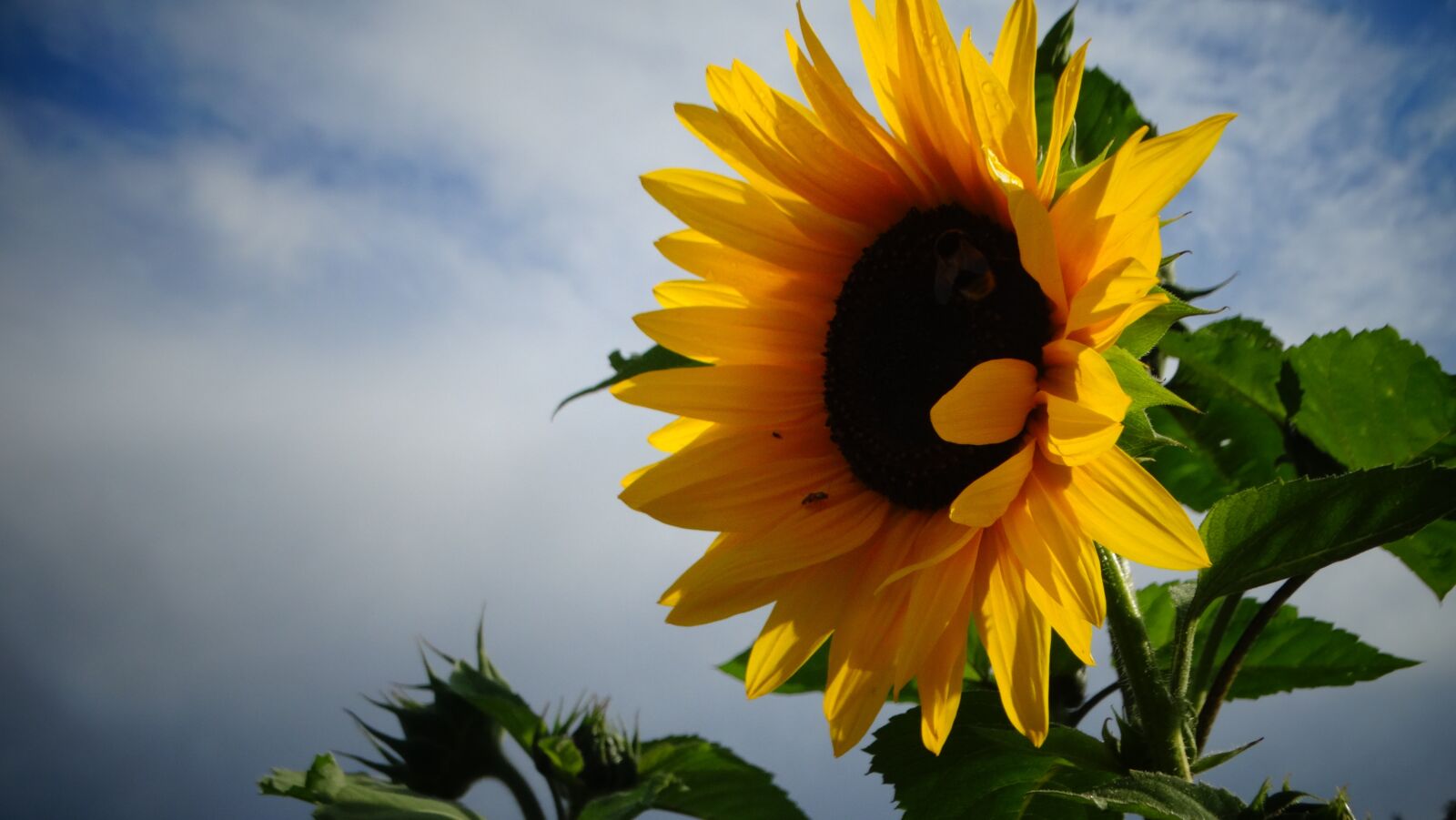 Sony Cyber-shot DSC-HX300 sample photo. Sunflower, flower, summer photography