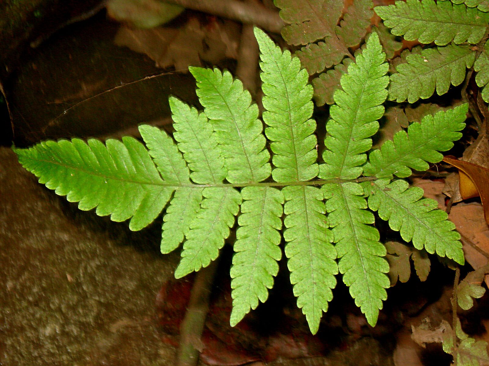 Sony DSC-W70 sample photo. Fern, leaf, tropical photography