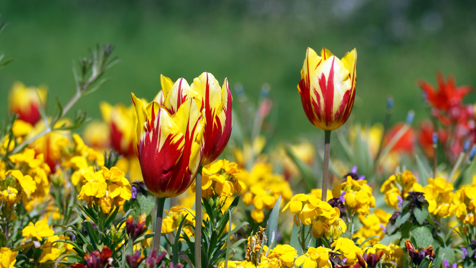 Sony E 55-210mm F4.5-6.3 OSS sample photo. Flower, red, tulips, yellow photography