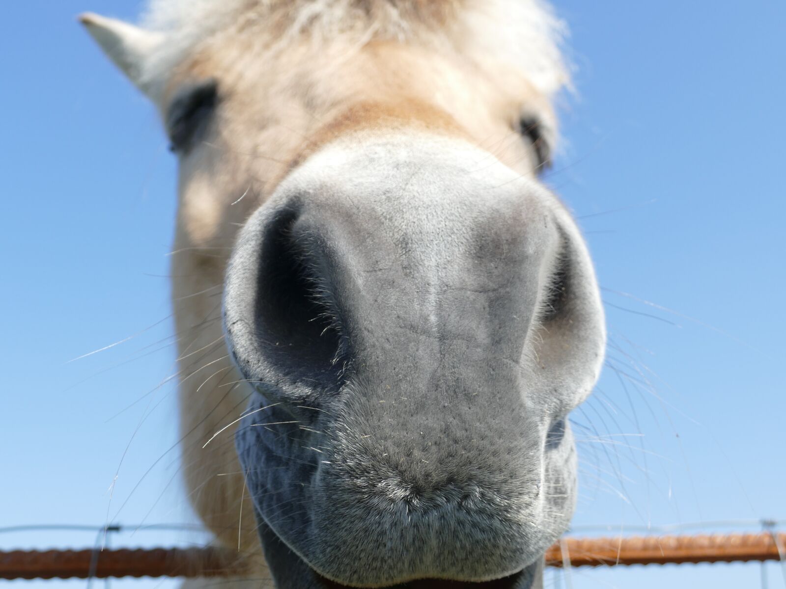 Panasonic Lumix DMC-FZ1000 sample photo. Horse, norway, fjord horse photography