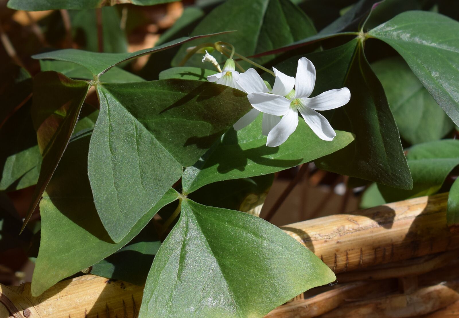 Nikon D3300 sample photo. Shamrock flowers, shamrock, plant photography