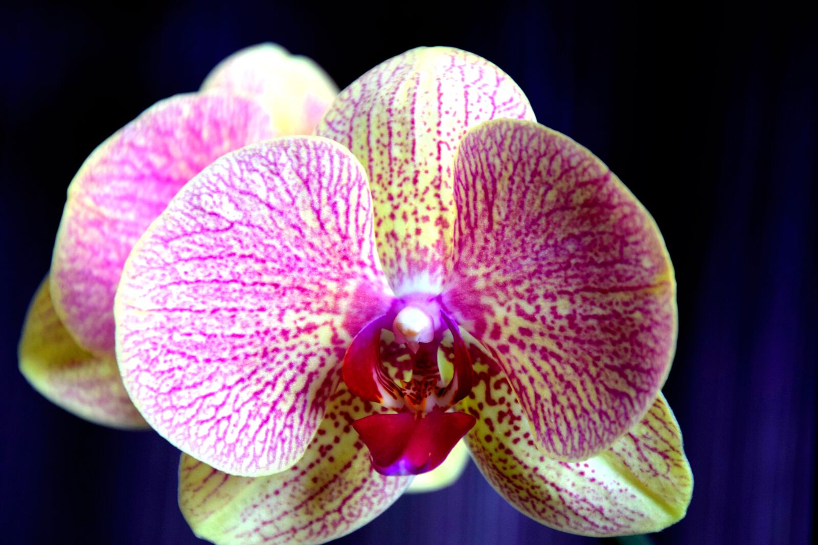 Nikon D3300 sample photo. Orchid, flower, yellow-pink photography