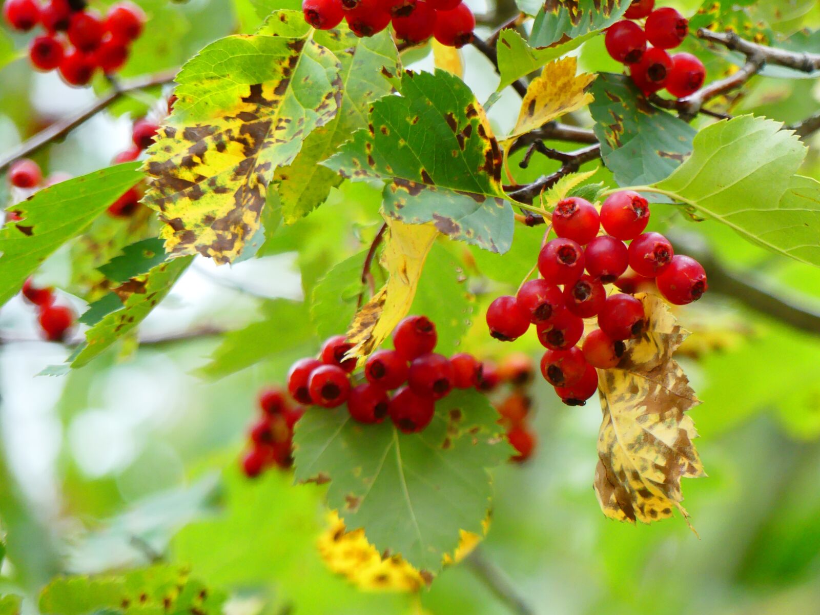 Panasonic Lumix DMC-FZ300 sample photo. Nature, hawthorn, small fruit photography