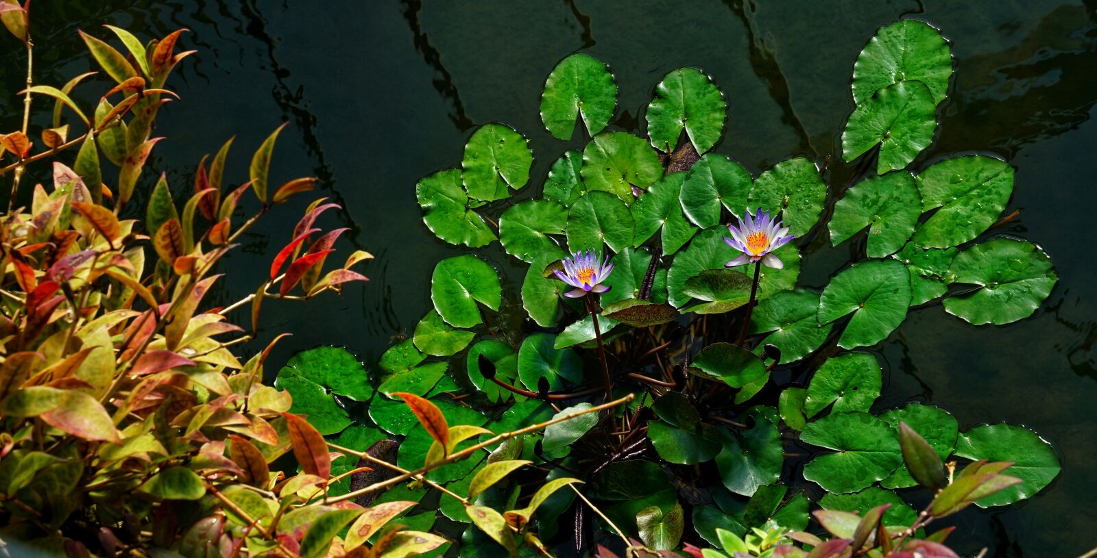 Sony a7R II + Sony FE 24-70mm F2.8 GM sample photo. Water lollies, lily, pond photography