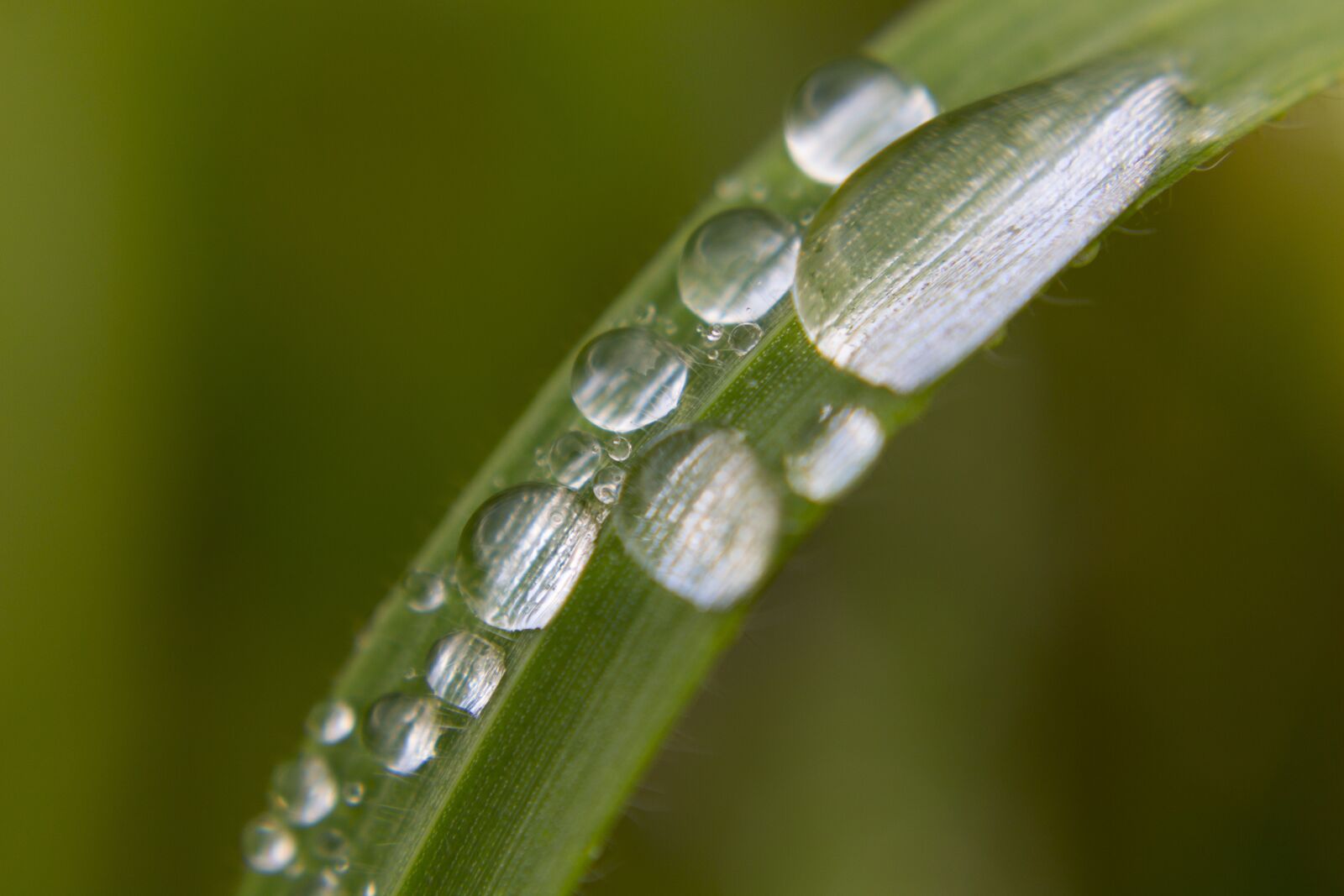 Canon EOS 700D (EOS Rebel T5i / EOS Kiss X7i) sample photo. Drops, water, plant photography