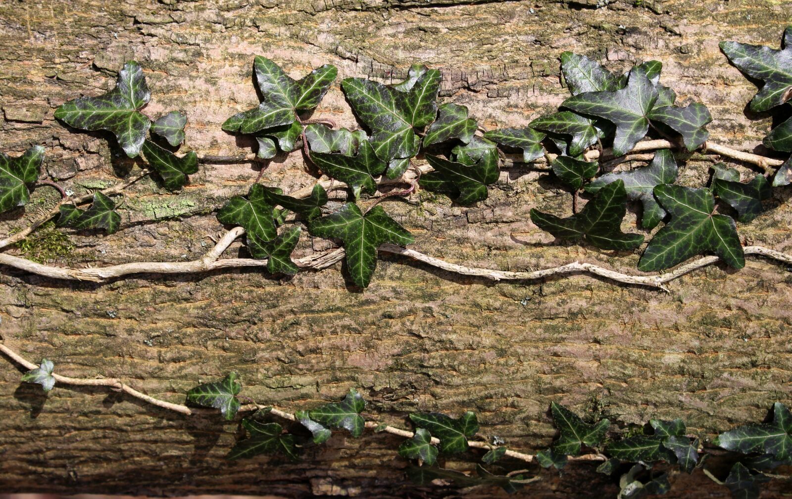 Canon EOS 1200D (EOS Rebel T5 / EOS Kiss X70 / EOS Hi) sample photo. Ivy, creeper, nature photography