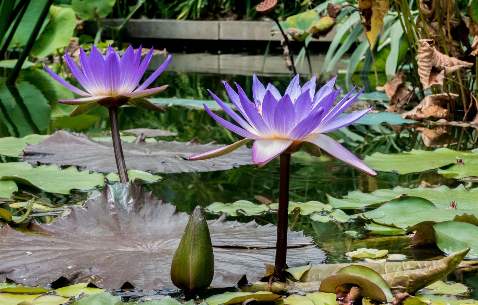 Panasonic Lumix DMC-FZ300 sample photo. Blossom, bloom, water flower photography