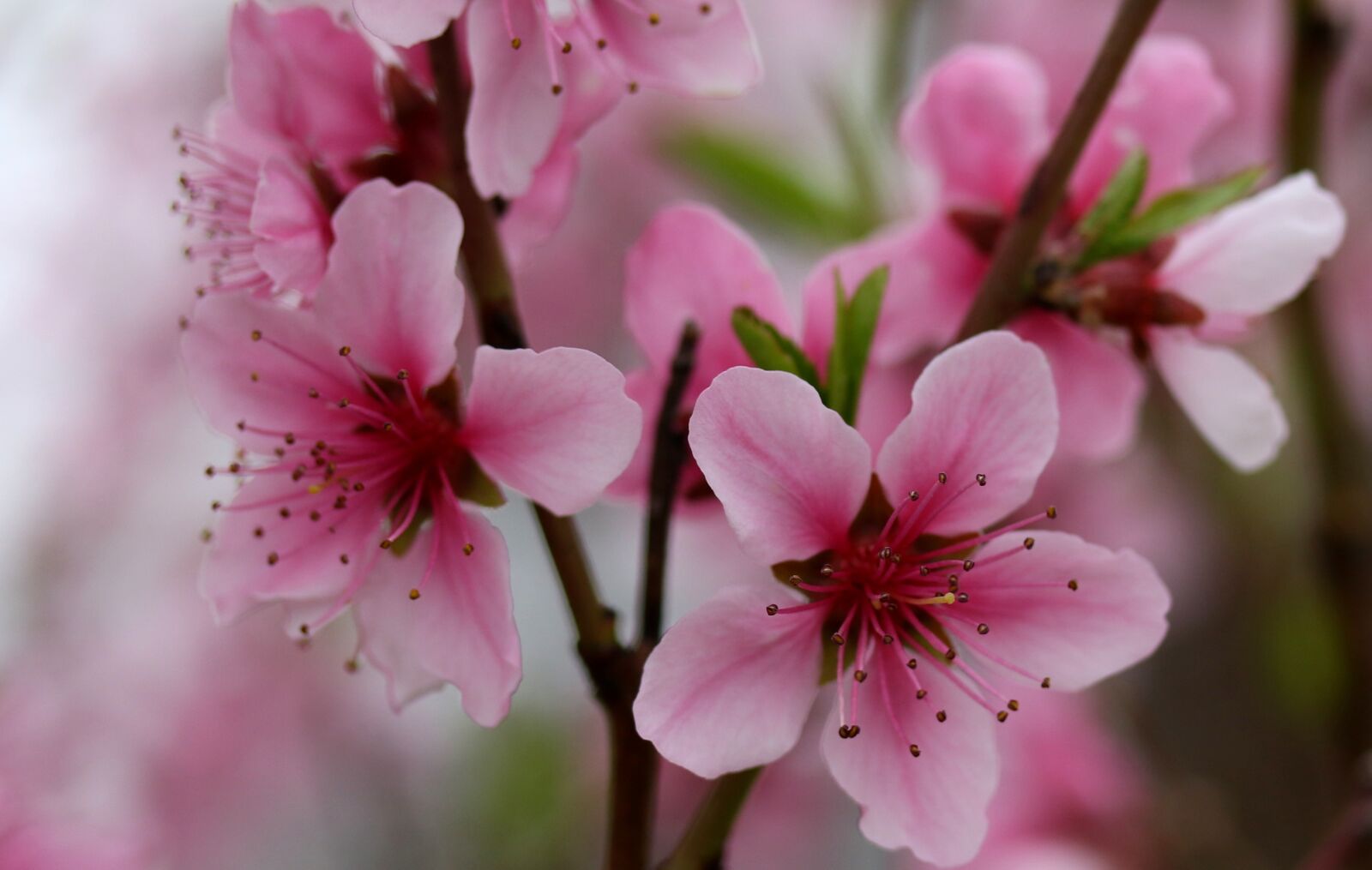 Canon EF-S 60mm F2.8 Macro USM sample photo. Flowers, pink, casey photography