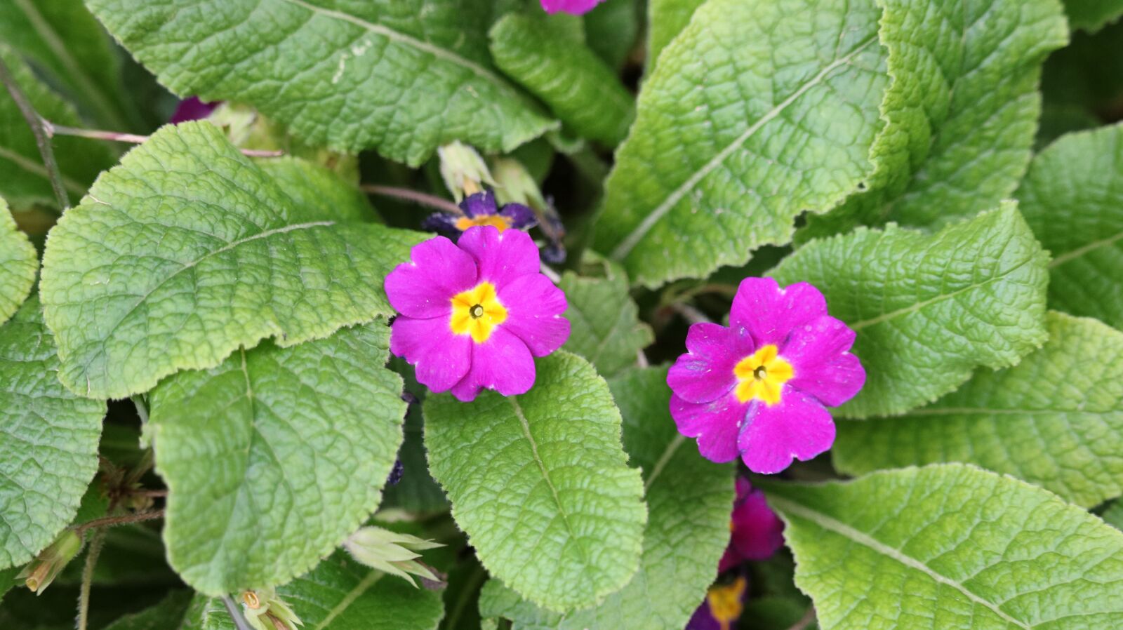 Canon EOS 750D (EOS Rebel T6i / EOS Kiss X8i) sample photo. Nature, leaves, plant photography