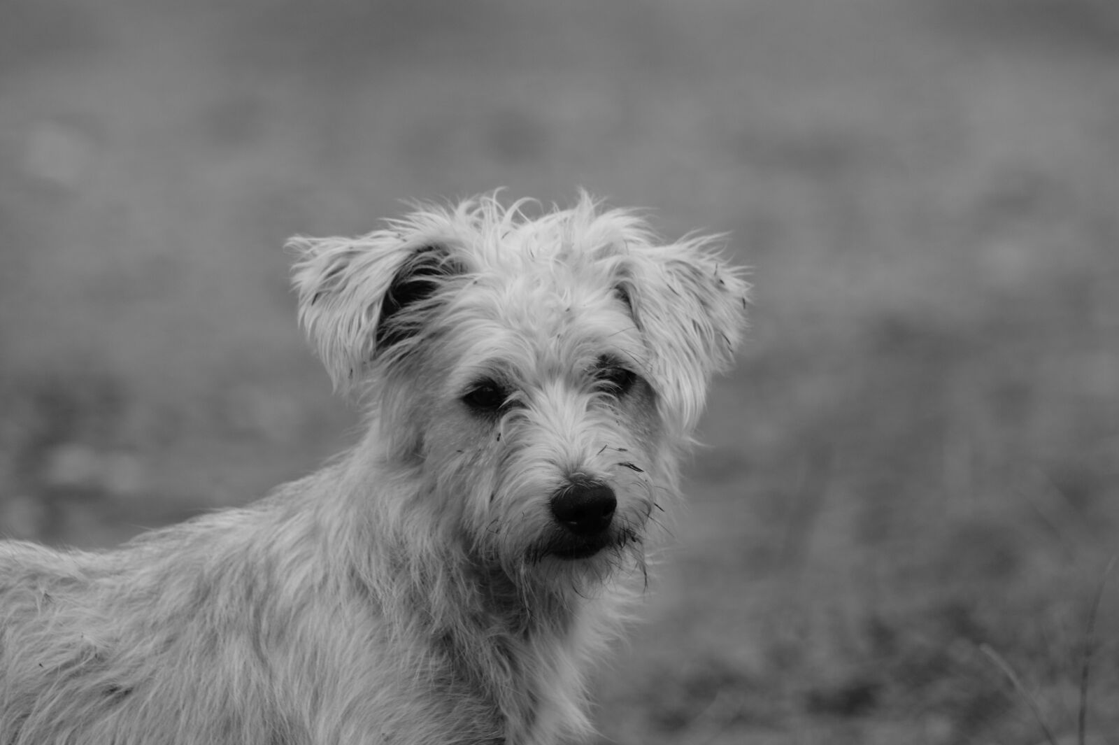 Sony Alpha DSLR-A390 sample photo. Fauna, ulloa, risaralda photography