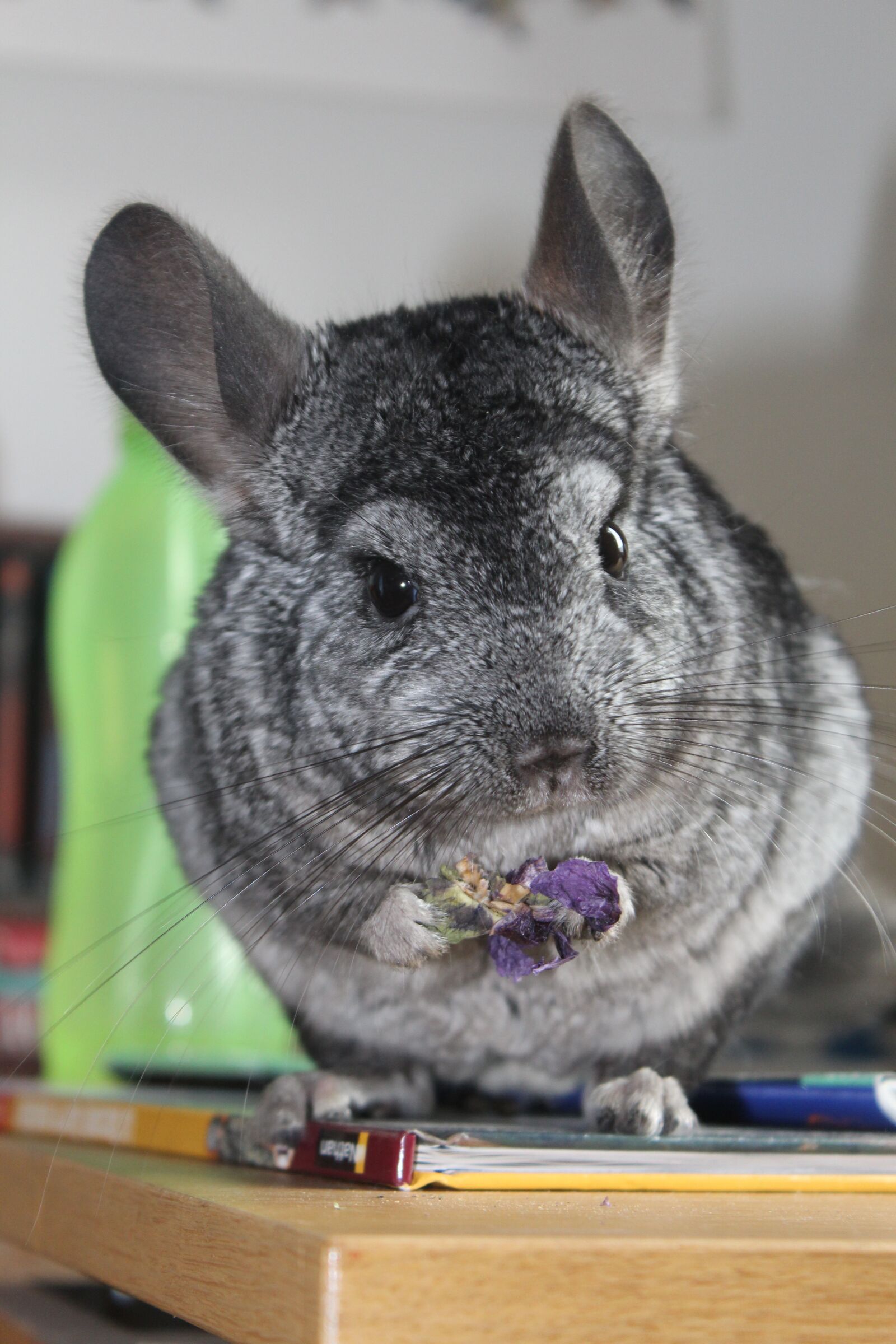 Canon EOS 1200D (EOS Rebel T5 / EOS Kiss X70 / EOS Hi) sample photo. Chinchilla, grey, standing photography