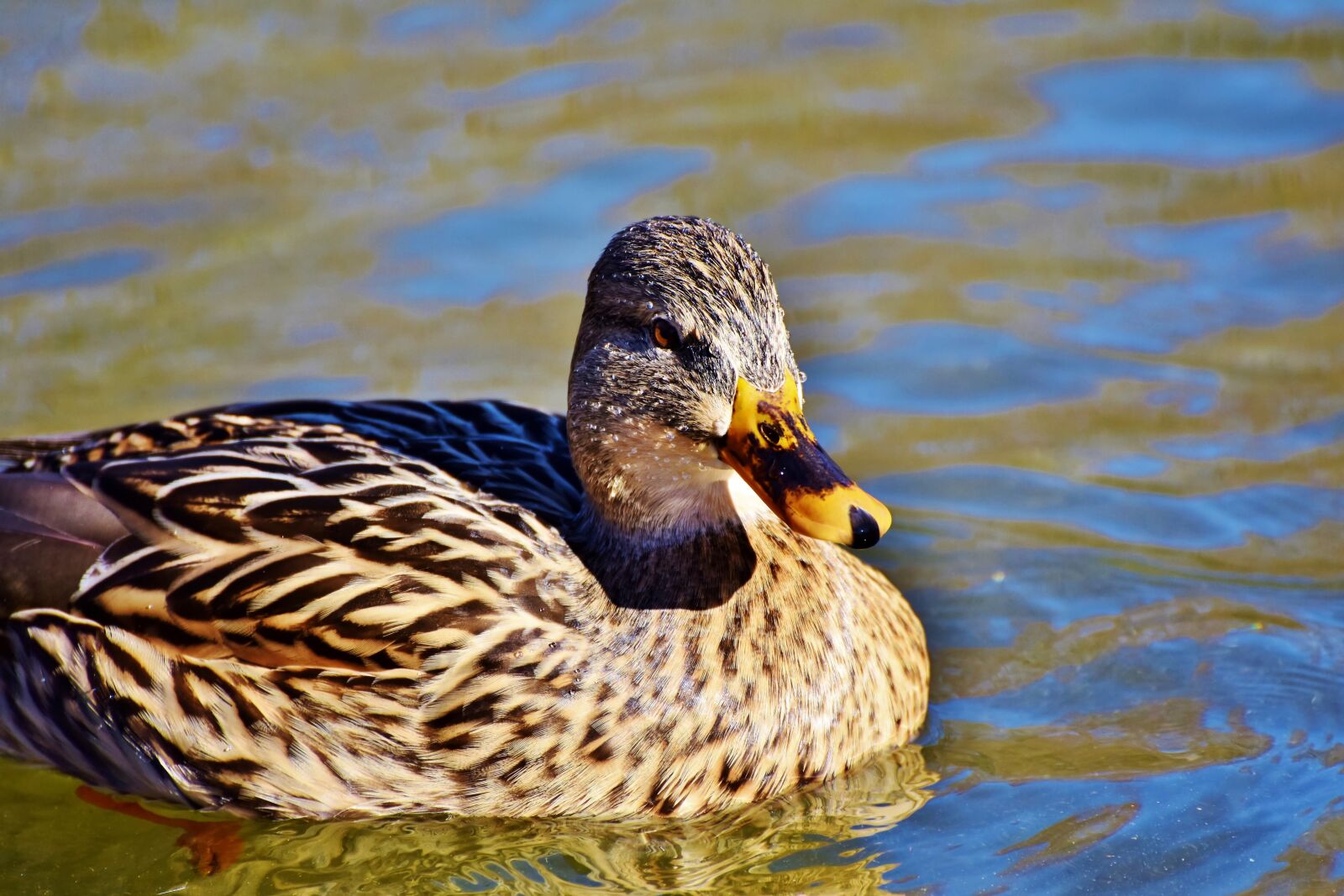 Nikon D7200 sample photo. Mallard, duck, water bird photography