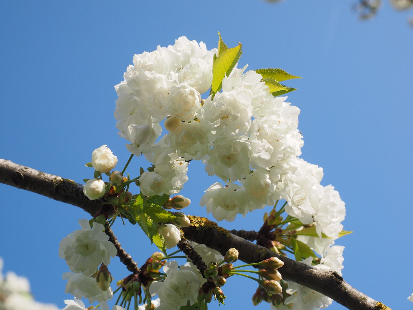 Olympus OM-D E-M1 + Olympus M.Zuiko Digital ED 12-40mm F2.8 Pro sample photo. Cherry blossom, white, cherry photography