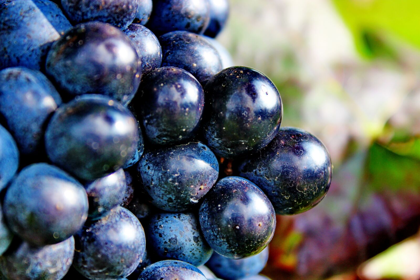 Canon EOS 600D (Rebel EOS T3i / EOS Kiss X5) sample photo. Grapes, blue, ripe grapes photography