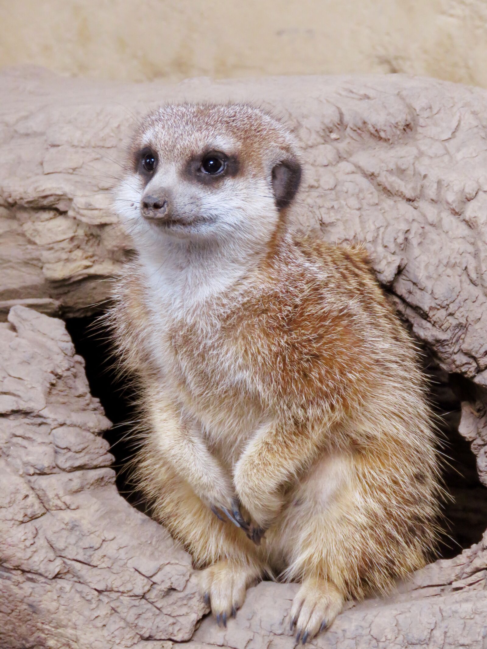 Canon PowerShot SX60 HS sample photo. Meerkat, mongoose, calgary zoo photography