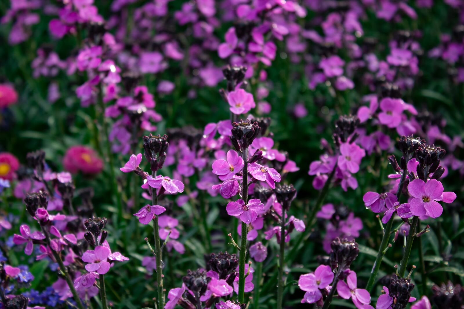Canon EOS 2000D (EOS Rebel T7 / EOS Kiss X90 / EOS 1500D) sample photo. Flower, summer, landscape photography