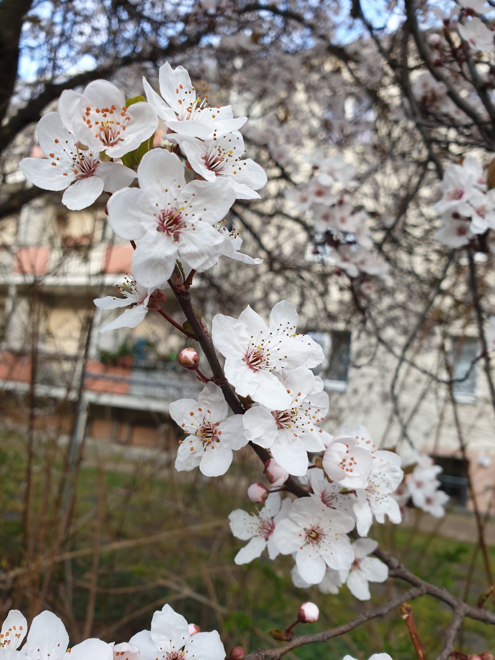 Samsung Galaxy S9 sample photo. Spring, tree, flowers photography