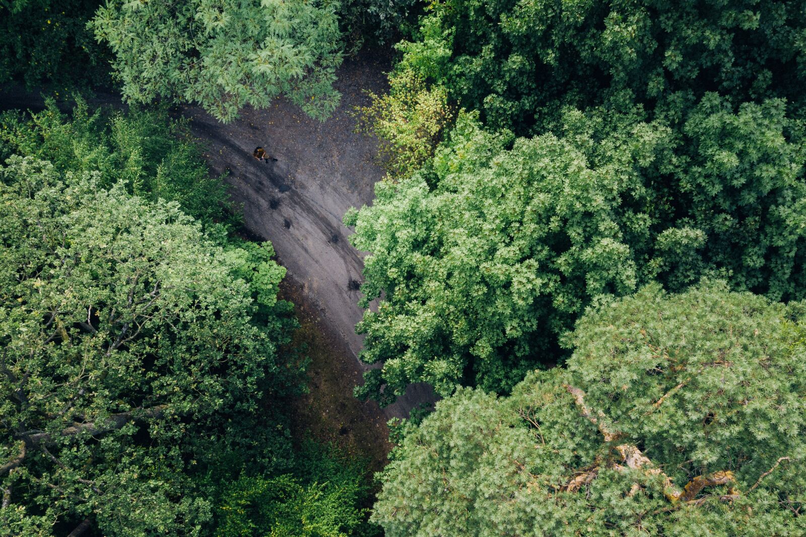 DJI FC220 sample photo. Tree, with drone, in photography