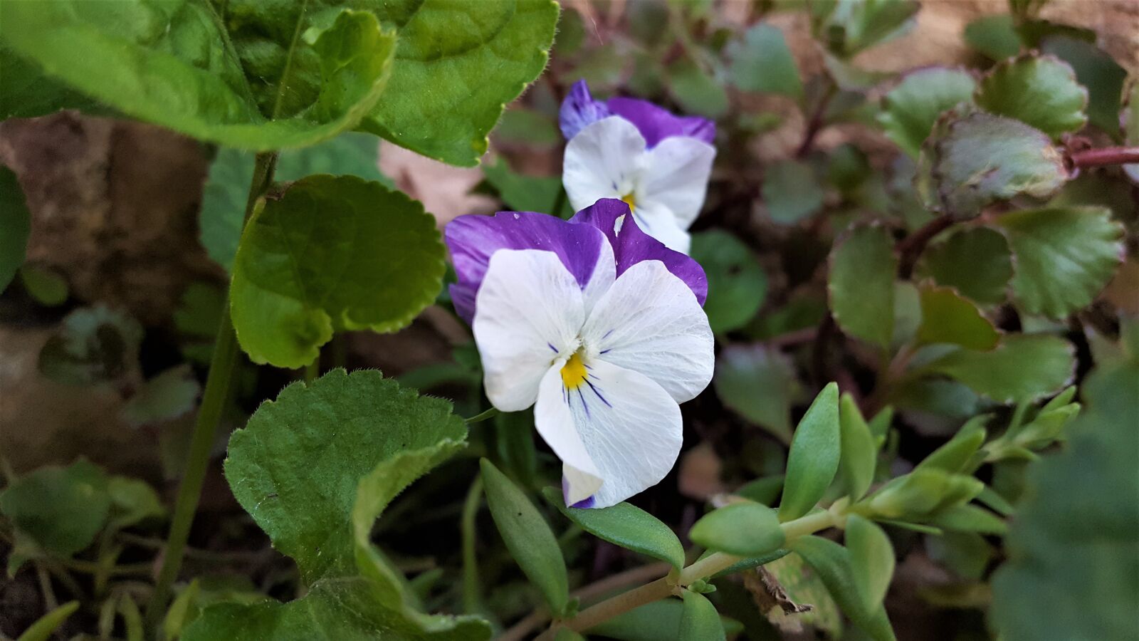 Samsung Galaxy S6 sample photo. Violet, garden, flower photography