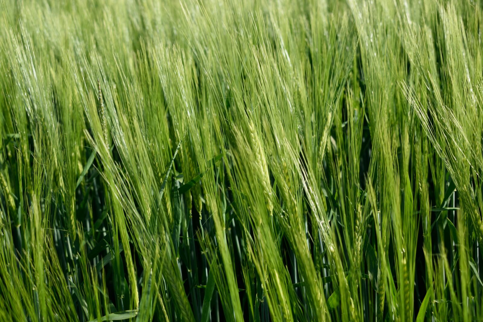 Nikon D3300 sample photo. Wheat, grain, crop photography