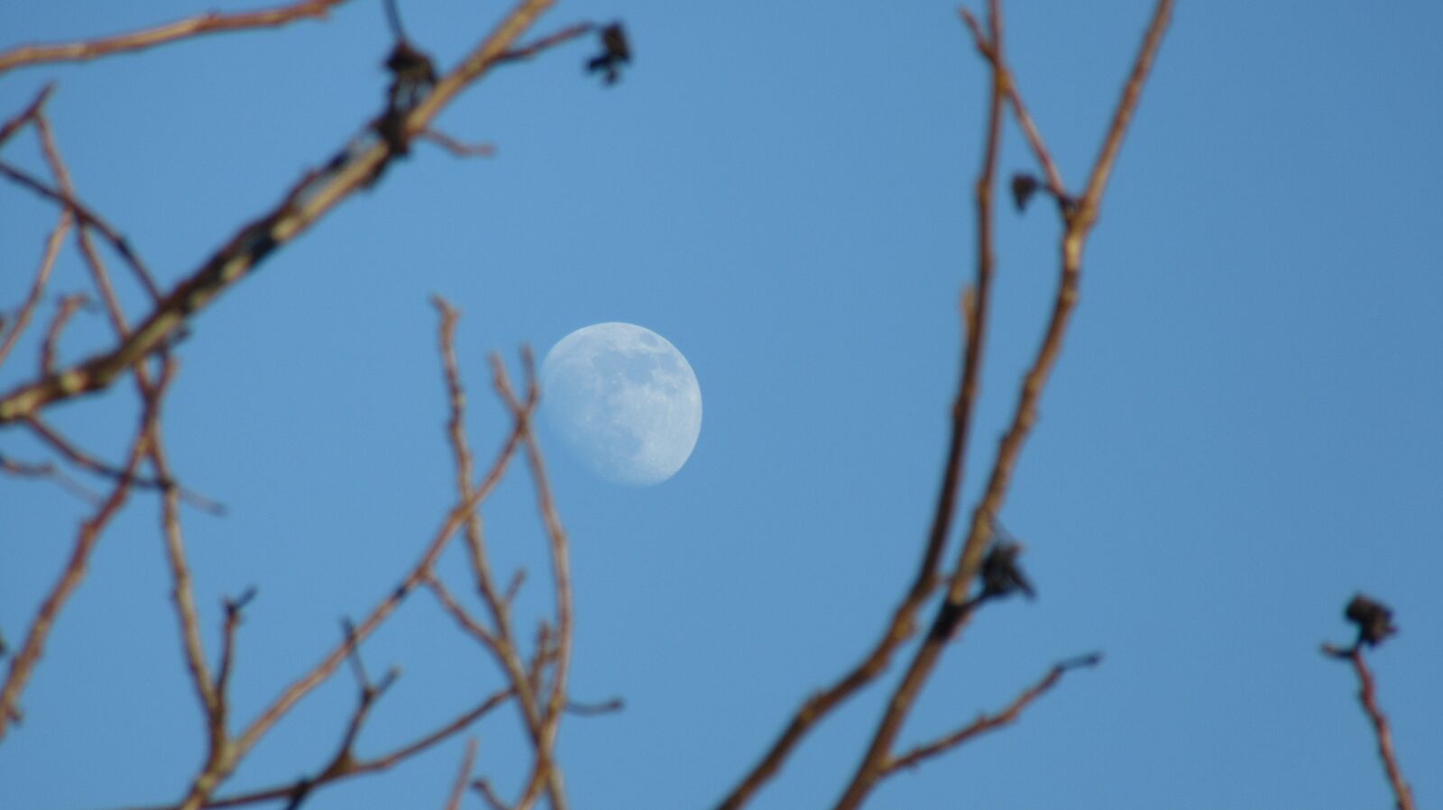 Canon PowerShot SX610 HS sample photo. Moon, tree, sky photography