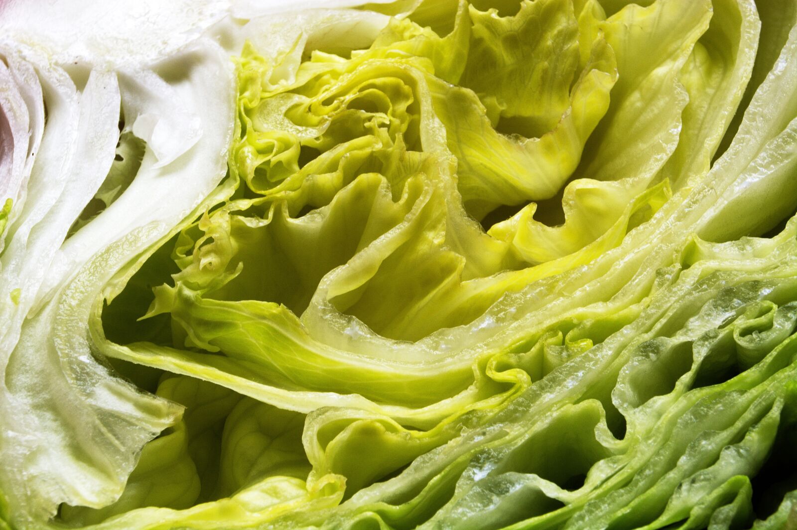 Nikon D7100 sample photo. Lettuce, green, vegetables photography