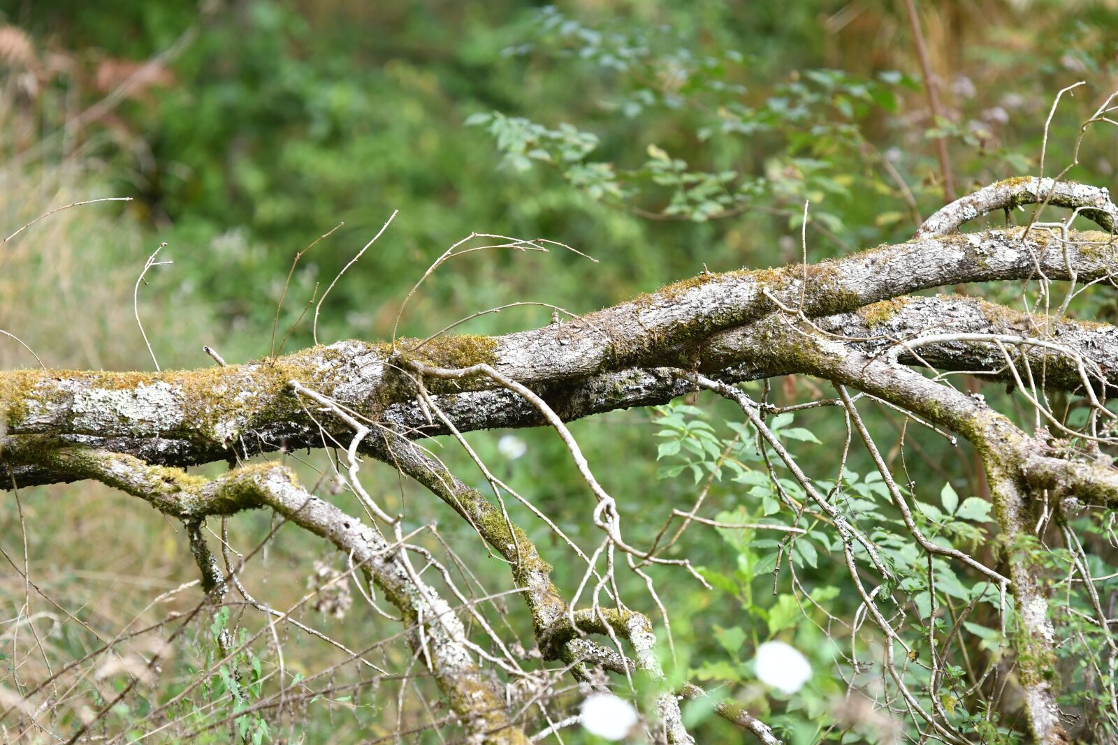 Nikon D500 sample photo. Wood, nature, tree photography
