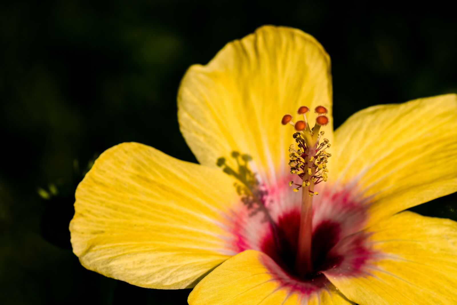 Nikon D5500 sample photo. Flowers, red flower, summer photography