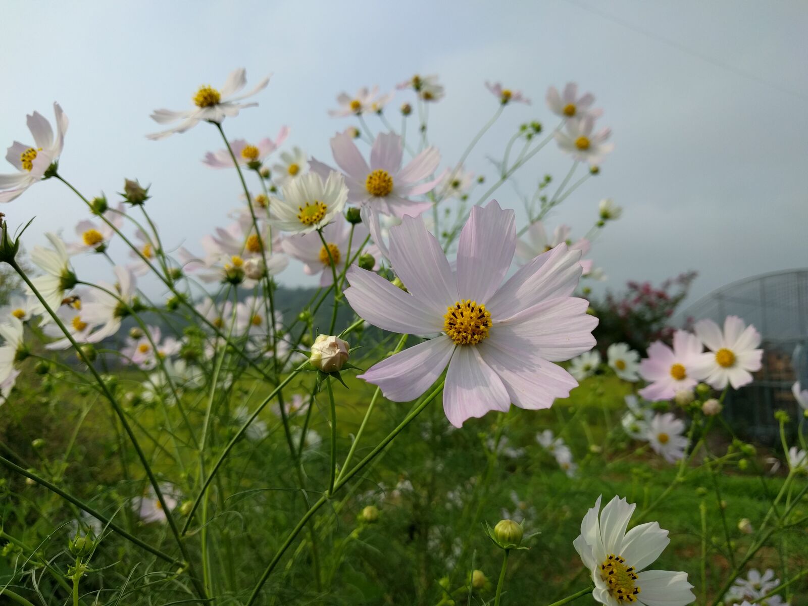 LG Nexus 5X sample photo. In autumn, cosmos field photography